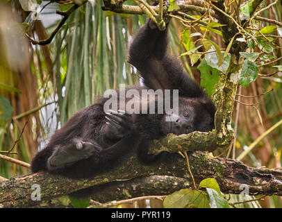 Gefährdeten Schwarzen Brüllaffen (Alouatta pigra) am Baum, Belize, Central America Stockfoto
