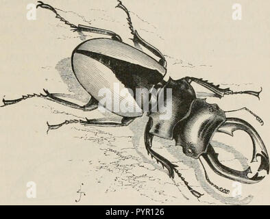 "Insekten im Ausland: ist ein beliebtes Konto ausländischer Insekten, ihre Struktur, Gewohnheiten, und Transformationen" (1883) Stockfoto