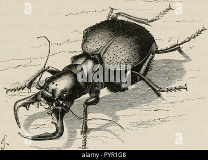 "Insekten im Ausland: ist ein beliebtes Konto ausländischer Insekten, ihre Struktur, Gewohnheiten, und Transformationen" (1883) Stockfoto