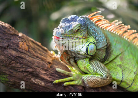 Eine grüne lächelnd großen Leguan liegt auf einem Ast in einem tropischen Wald und aalen sich in der Sonne. Reptile Kopf Nahaufnahme. Stockfoto