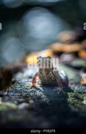 Der grasfrosch (Rana temporaria) auf baumstumpf mit gelben Pilz Wildlife Fotografie Stockfoto