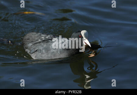 Ein Blässhuhn (Fulica atra) Schwimmen in einem See mit einer Krebse im Schnabel, die es gerade gefangen ist und sich über zu essen. Stockfoto