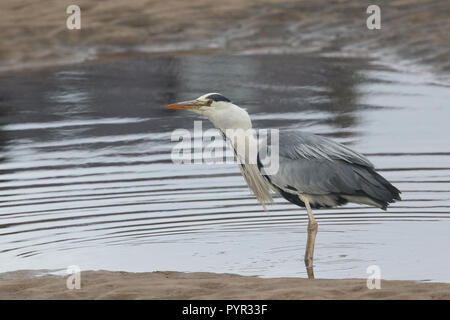 Einen schönen Graureiher (Ardea cinerea) schlucken einen Fisch, den es nur im Meer in Schottland verfangen hat. Stockfoto