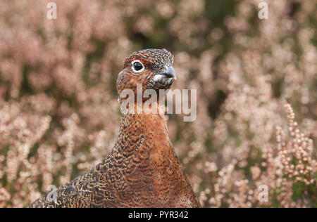 Ein Kopf geschossen von der atemberaubenden Moorschneehuhn (Lagopus lagopus) in den Highlands von Schottland. Stockfoto