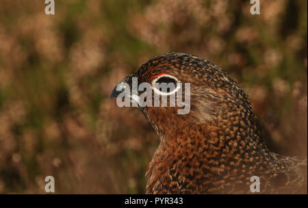 Ein Kopf geschossen von der atemberaubenden Moorschneehuhn (Lagopus lagopus) in den Highlands von Schottland. Stockfoto