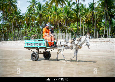 CAIRU, BAHIA, BRASILIEN - ca. Februar 2018: Brasilianische Arbeiter fahren mit dem Warenkorb durch ein Maultier über einen leeren Strand gezogen Stockfoto