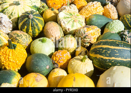 Herbst Kürbisse in einer Vielzahl von Farben, Strukturen und Mustern in einem natürlichen Hintergrund Blocklagerung Stockfoto