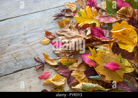 Herbst Hintergrund der Stapel der bunten Herbstlaub auf verwittertes Holz Stockfoto