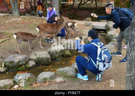 NARA, Japan - 23. NOVEMBER 2016: Touristen füttern die heiligen Rehe in Nara Park, Japan. Lokale Tradition sagt, dass Nara heilig waren durch einen Besuch des Stockfoto