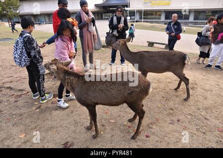 NARA, Japan - 23. NOVEMBER 2016: Touristen füttern die heiligen Rehe in Nara Park, Japan. Lokale Tradition sagt, dass Nara heilig waren durch einen Besuch des Stockfoto