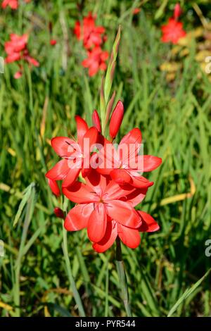 Hesperantha coccinea Wichtige Crimson Flagge Lilie Blume Stockfoto