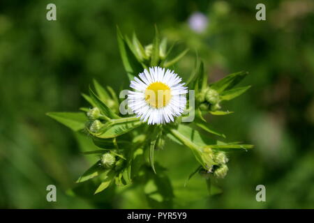 Jährliche fleabane oder Erigeron annuus oder Daisy fleabane oder Östliche daisy Fleabane krautige Pflanze mit einzelnen geöffneten Blüte Blume aus hellen Stockfoto