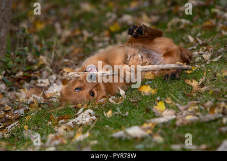 Ein Golden Retriever Welpe auf dem Rücken während ich einen Stick. Stockfoto