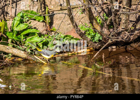 Eine Gebirgsstelze Jagd auf Insekten essen im Schlamm auf der Dawlish Wasser den Bach. Stockfoto