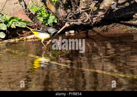 Eine Gebirgsstelze Jagd auf Insekten essen im Schlamm auf der Dawlish Wasser den Bach. Stockfoto