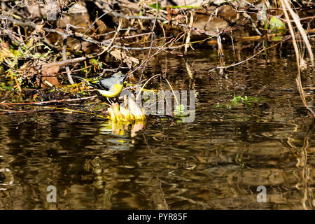 Eine Gebirgsstelze Jagd auf Insekten essen im Schlamm auf der Dawlish Wasser den Bach. Stockfoto