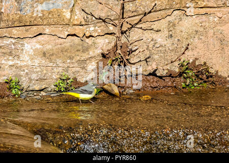 Eine Gebirgsstelze Jagd auf Insekten essen im Schlamm auf der Dawlish Wasser den Bach. Stockfoto