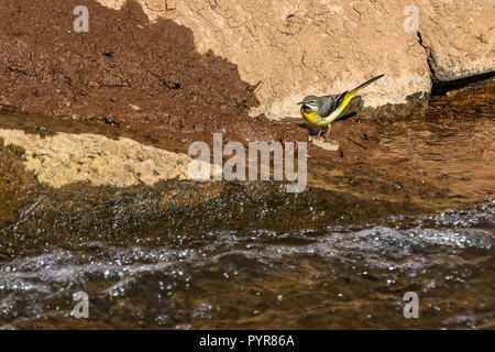 Eine Gebirgsstelze Jagd auf Insekten essen im Schlamm auf der Dawlish Wasser den Bach. Stockfoto