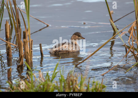 Zwergtaucher Stockfoto