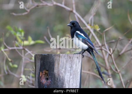 Magpie (Pica Pica) gehockt Stockfoto