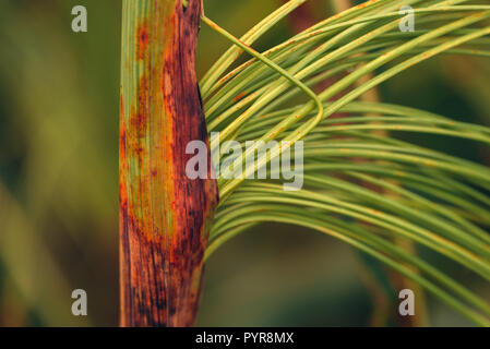 Kultiviert sorghum bicolor oder große Hirse in der Agrarwirtschaft Stockfoto