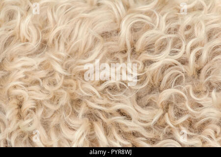Irish Soft coated wheaten Terrier weiß und braun Fell Wolle Stockfoto