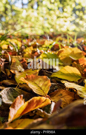 Herbstlaub auf dem Waldboden. Stockfoto