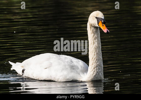 Weißer Schwan auf dem See an der Vyne, Hampshire, Großbritannien Stockfoto