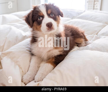 Ein 10 Wochen alter Australian Shepherd Welpe, sitzend auf einem Bett Stockfoto