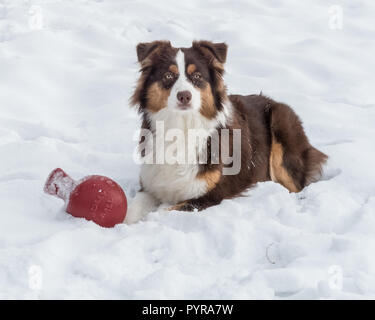 Einen Australian Shepherd spielen mit einem roten Ball im Schnee Stockfoto