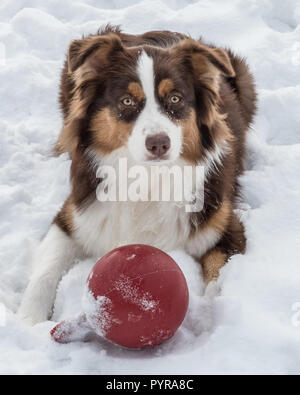 Einen Australian Shepherd spielen mit einem roten Ball im Schnee Stockfoto