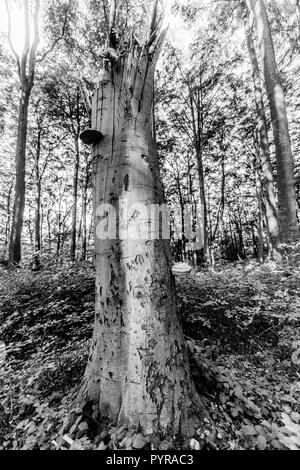 Schwarz-weiß-Bild von einem trockenen Stamm in der Mitte des Waldes in Spaubeek im Süden von Limburg in den Niederlanden Holland in einem wunderschönen Herbsttag Stockfoto