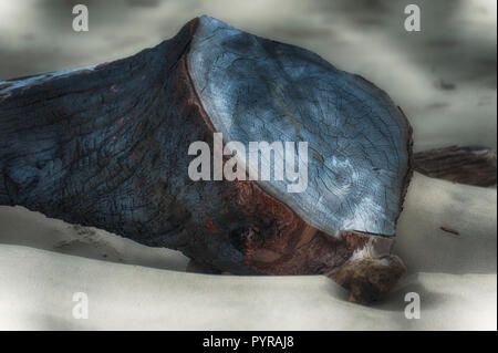 Ein Stück eines gestrandeten anmelden und auf einer Oregon beach überstanden. Stockfoto