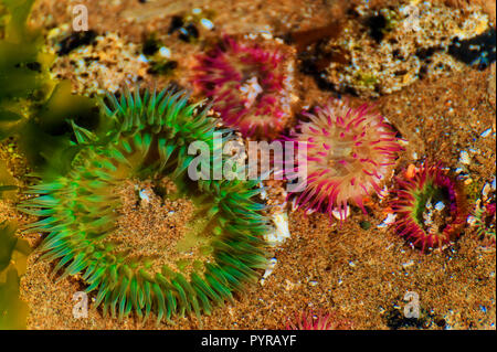 Anthopleura Anemone in einer Tide Pool an der Küste von Oregon. Stockfoto