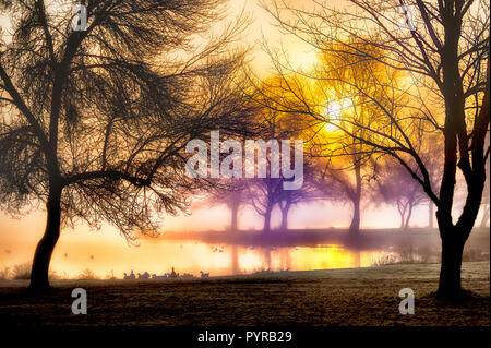 Die aufgehende Sonne Silhouetten der Bäume und der Schwarm Gänse am Ufer eines Sees. Stockfoto