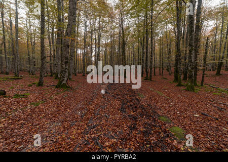 Urbasa Buchenwald im Herbst in Navarra, Spanien Stockfoto