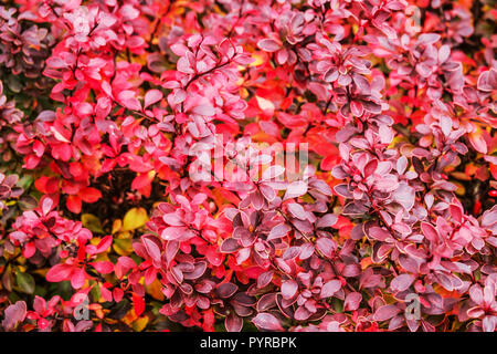 Berberitze, Berberis thunbergii 'Bewunderung', Blätter im Herbst Stockfoto