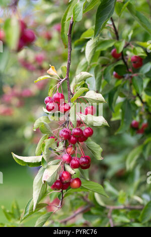 Nahaufnahme von Malus hupehensis/Hupeh Crabapple Stockfoto