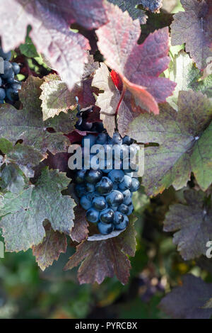 Nahaufnahme von Vitis Vinifera 'Purpurea', Weinrebe von Teinturier in einem englischen Garten, England, Großbritannien Stockfoto