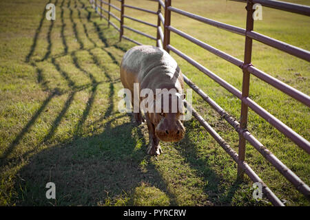Porträt einer Baby Hippopotamus in einem Feld. Stockfoto