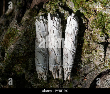 Wildcrafted getrockneter Weißer Salbei (Salvia apiana) grünen Bundles auf faserige Baumrinde im Wald zu bewahren. Verschmieren Zeremonie. Stockfoto