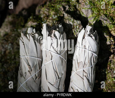 Wildcrafted getrockneter Weißer Salbei (Salvia apiana) grünen Bundles auf faserige Baumrinde im Wald zu bewahren. Verschmieren Zeremonie. Stockfoto