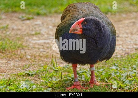 Takahe, gefährdete Vogel auf der Insel Maud Predator kostenlose Heiligtum in den Marlborough Sounds, Neuseeland Stockfoto