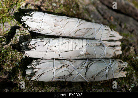 Wildcrafted getrockneter Weißer Salbei (Salvia apiana) grünen Bundles auf faserige Baumrinde im Wald zu bewahren. Verschmieren Zeremonie. Stockfoto