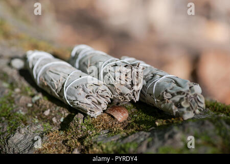 Wildcrafted getrockneter Weißer Salbei (Salvia apiana) grünen Bundles auf faserige Baumrinde im Wald zu bewahren. Verschmieren Zeremonie. Stockfoto