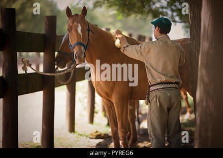 Rückansicht eines jungen Mannes Reinigung ein Pferd. Stockfoto