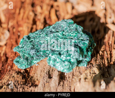 Dunkelgrün faserige Malachit Cluster von Shaba Provinz, Zaire. Auf einem Baum Rinde im Wald zu bewahren. Stockfoto