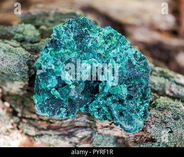 Dunkelgrün faserige Malachit Cluster von Shaba Provinz, Zaire. Auf einem Baum Rinde im Wald zu bewahren. Stockfoto