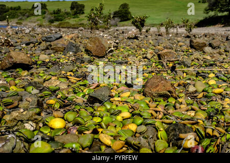 Australien Grey Mangrove (Avicennia marina) Baum Samen gewaschen am felsigen Strand sind Pionierpflanzen, besiedeln und tsunami Schutz geben Stockfoto