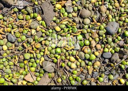 Australien Grey Mangrove (Avicennia marina) Baum Samen gewaschen am felsigen Strand sind Pionierpflanzen, besiedeln und tsunami Schutz geben Stockfoto